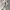 Coach Luxury Polo shirt Pria white photo 5