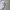 Adidas Streetwear Sportswear Windbreaker Pria white photo 4