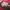 Coach Luxury Crossbody Bag Wanita pink photo 5