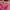 Coach Luxury Crossbody Bag Wanita pink photo 2