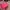 Coach Luxury Crossbody Bag Wanita Pink