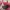 Coach Luxury Crossbody Bag Wanita pink photo 3