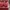 VANS Streetwear Y2K Sneakers Pria red photo 5
