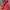 VANS Streetwear Y2K Sneakers Pria Red