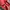 VANS Streetwear Y2K Sneakers Pria red photo 4