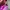 Phenix Biker Sportswear Parka Pria multicolor photo 4