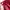 Champion Streetwear Sportswear Tracksuit Pria red photo 4