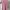 ZARA Fairy Midi dress Wanita pink photo 1