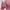 ZARA Fairy Midi dress Wanita pink photo 3