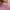 ZARA Fairy Midi dress Wanita pink photo 4
