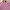 ZARA Fairy Midi Dress Wanita Pink
