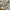 Onitsuka Tiger Indie Casual Sneakers Pria white tan gray photo 2