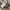 Fur coat Wanita multicolor photo 4