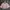 Coquette Skirt Wanita pink photo 1