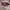 Converse Casual Sneakers Pria white red photo 1