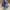 VANS Casual Sneakers Pria brown blue photo 3