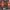 Vintage Streetwear Short Pria red black photo 3
