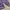 Ben Davis Streetwear Sweater Pria purple photo 4