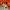 Adidas Casual Track jacket Pria orange photo 4