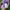 Crocs Casual Sandals & slide Wanita purple photo 4