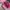 Converse Streetwear Casual Sneakers Wanita green pink photo 6