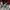 Asics Vintage Track jacket Pria white red photo 4