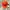 C.P. Company Casual Hat Pria orange photo 3