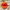 C.P. Company Casual Hat Pria orange photo 1