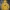 Pancoat Streetwear Sportswear Hoody Pria Yellow