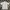 Crocodile Casual Polo shirt Pria white photo 2