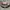 Von Dutch Vintage Y2K Wanita pink photo 4