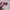 Dickies Casual Sweatshirt Pria white pink photo 2