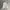 Streetwear Fleece Pria gray photo 6