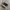 VANS Skater Sneakers Pria white black photo 2