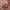 Gucci Luxury Shoulder bag Wanita red photo 5