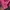 Pancoat Casual Sweatshirt Pria pink photo 4