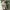 Y2K Skater Casual shirt Pria tan photo 1