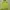 Montbell Streetwear Gorpcore Track jacket Pria yellow photo 2