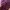 Cosplay Pakaian Nasional Kebaya Wanita purple photo 2