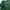 Adidas Streetwear Casual Short Pria green photo 3