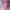 Pakaian adat Pakaian Nasional Kebaya Wanita pink photo 2