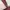 Coach Vintage Shoulder bag Wanita burgundy photo 8