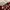 ZARA Going out dress Wanita burgundy photo 5