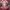 Coquette Shoulder bag Wanita red photo 4
