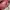 Coquette Shoulder bag Wanita red photo 2