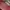 Coquette Shoulder bag Wanita red photo 1