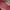 Coquette Shoulder Bag Wanita Red