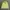Stussy Streetwear Hoody Pria green photo 2