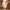 Dress Golden Beige Solemio photo 5