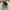 Nike Sportswear Casual Sneakers Pria green black photo 3